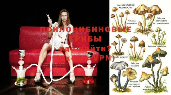 сатива Аркадак