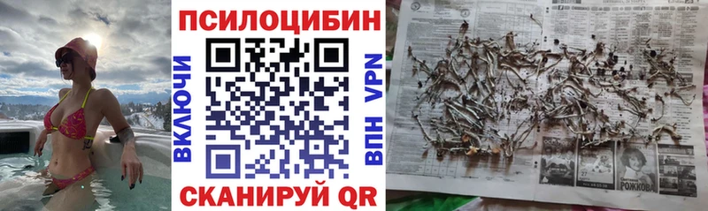 Галлюциногенные грибы Psilocybine cubensis  Сунжа 